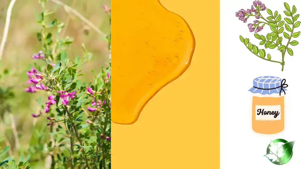 Wholesale packaging for Astragalus Honey can be planned for grocery retail, professional kitchens, customer-brand, or manufacturing distribution.